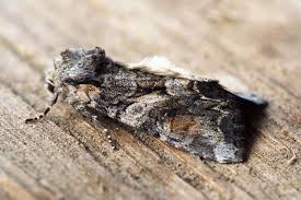 Attēlu rezultāti vaicājumam “Lacanobia contigua”