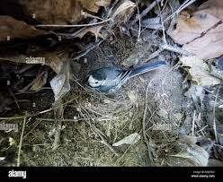Attēlu rezultāti vaicājumam “Motacilla alba nest”