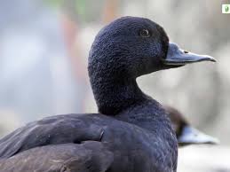 Attēlu rezultāti vaicājumam “Melanitta nigra”