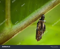 Attēlu rezultāti vaicājumam “Psyche casta”