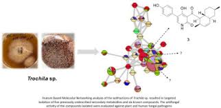 Attēlu rezultāti vaicājumam “Craterium sp.”
