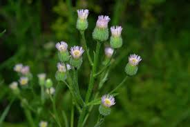 Attēlu rezultāti vaicājumam “Erigeron acris flower”