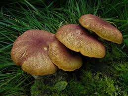 Attēlu rezultāti vaicājumam “Tricholomopsis rutilans”