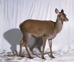 Attēlu rezultāti vaicājumam “Cervus elaphus”