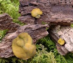 Attēlu rezultāti vaicājumam “Chlorencoelia versiformis”