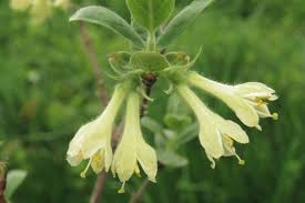 Attēlu rezultāti vaicājumam “Lonicera caerulea var. pallasii”