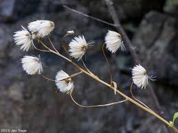 Attēlu rezultāti vaicājumam “Erigeron acris”