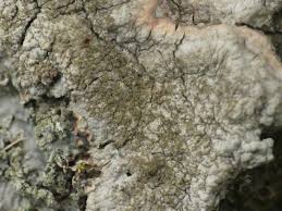 Attēlu rezultāti vaicājumam “Pertusaria coccodes”