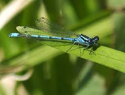 Attēlu rezultāti vaicājumam “Coenagrion puella”