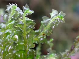 Attēlu rezultāti vaicājumam “Harpanthus flotovianus cells”