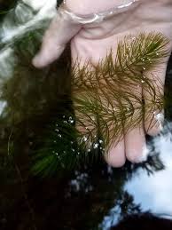 「金魚藻」的圖片搜尋結果