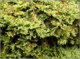 Attēlu rezultāti vaicājumam “Ctenidium molluscum”