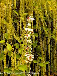 Image result for Verbascum nigrum