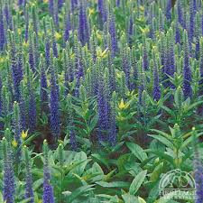 Attēlu rezultāti vaicājumam “Veronica spicata leaf”