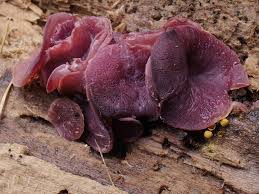 Attēlu rezultāti vaicājumam “Ascocoryne cylichnium”