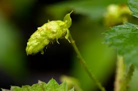 Attēlu rezultāti vaicājumam “Humulus lupulus bud”