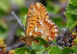 Attēlu rezultāti vaicājumam “Boloria aquilonaris underside”