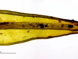 Attēlu rezultāti vaicājumam “Racomitrium heterostichum”