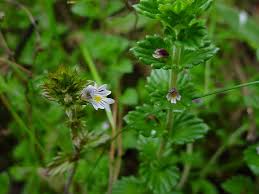 Image result for Euphrasia stricta
