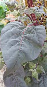 Attēlu rezultāti vaicājumam “Atriplex littoralis fruit”