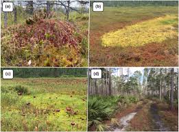 Attēlu rezultāti vaicājumam “Sphagnum angustifolium sporophyte”