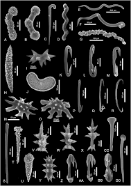 Attēlu rezultāti vaicājumam “Saelania glaucescens sporophyte”