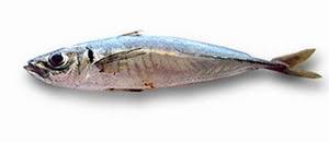 Image result for Trachurus mediterraneus