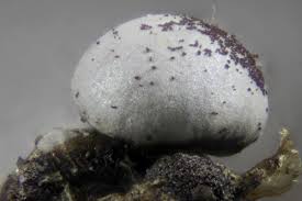 Attēlu rezultāti vaicājumam “Diderma chondrioderma sessile”