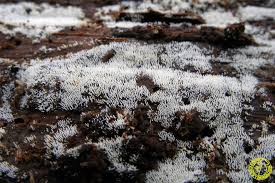 Attēlu rezultāti vaicājumam “Mucronella calva”