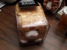 Kuvahaun tulos haulle bonsaikitten