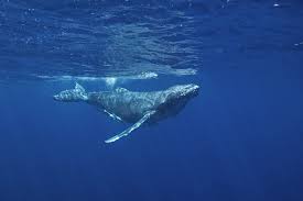 Image result for Megaptera novaeangliae