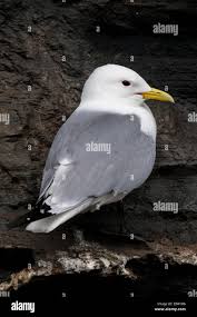 Attēlu rezultāti vaicājumam “Rissa tridactyla adult”