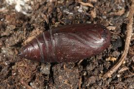 Attēlu rezultāti vaicājumam “Orthosia cruda”