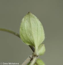 Attēlu rezultāti vaicājumam “Moehringia trinervia bud”