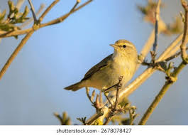 Attēlu rezultāti vaicājumam “Phylloscopus collybita”