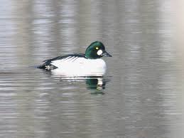 Attēlu rezultāti vaicājumam “Bucephala clangula juvenile”