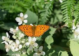 Attēlu rezultāti vaicājumam “Brenthis daphne”