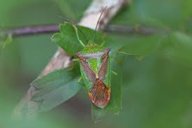 Attēlu rezultāti vaicājumam “Acanthosoma haemorrhoidale imago”
