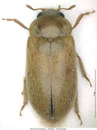 Attēlu rezultāti vaicājumam “Byturus ochraceus”