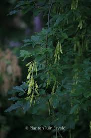 Attēlu rezultāti vaicājumam “Caragana arborescens leaf”