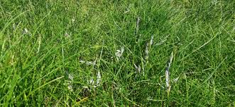 Attēlu rezultāti vaicājumam “Festuca polesica”