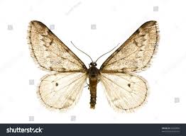 Attēlu rezultāti vaicājumam “Alsophila aescularia”