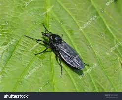 Attēlu rezultāti vaicājumam “Bibionidae”