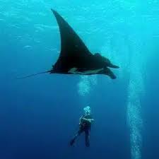Image result for Manta Divers Sub-Aqua Club