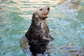 Image result for Worthing Otters