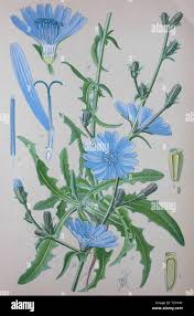 Image result for Cichorium intybus
