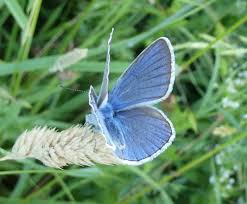 Attēlu rezultāti vaicājumam “Agrodiaetus amandus male”