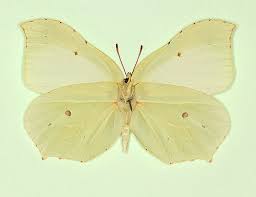 Attēlu rezultāti vaicājumam “Gonepteryx rhamni female”