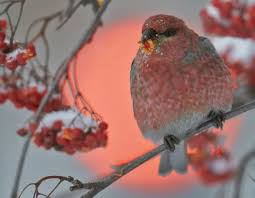 Image result for Pinicola enucleator