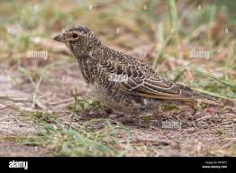 Image result for Melanocorypha yeltoniensis